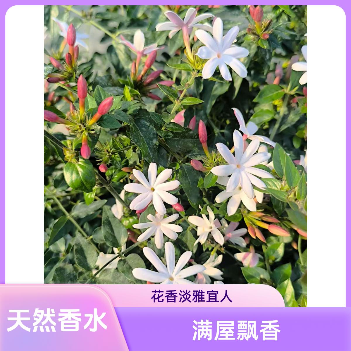 冬日里的天然香氛机！粉苞茉莉带花苞发货 | 室内升温也能养"