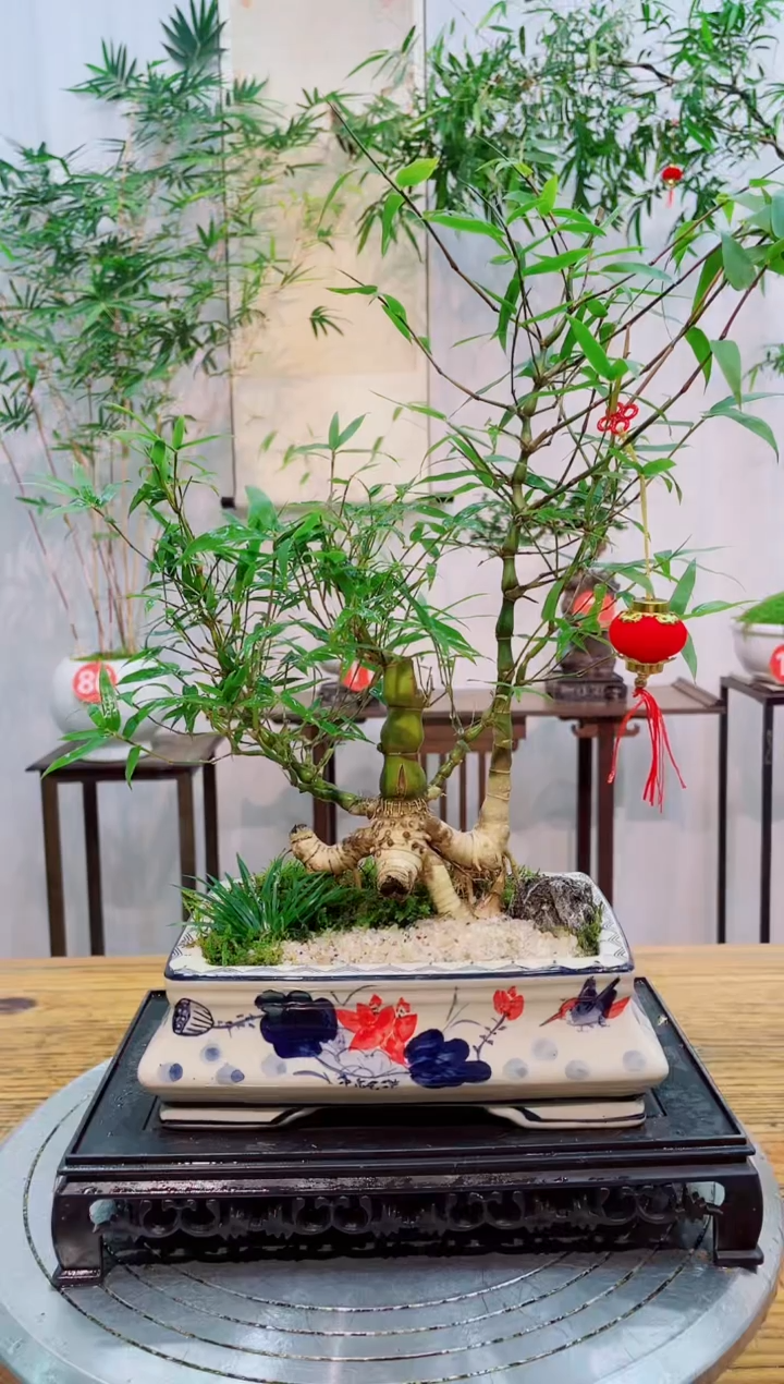 【闪购商品】竹子盆景竹子盆景
