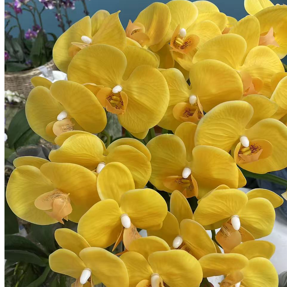 黄金岁月蝴蝶兰带花剑发货