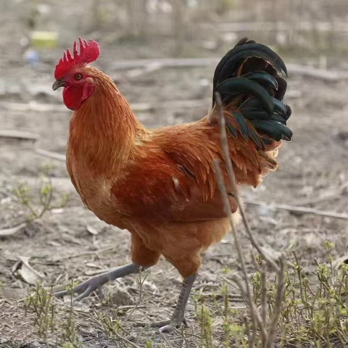 【基地直发】农家散养大公鸡五谷喂养肉质鲜美青脚公鸡礼盒【4.5斤】