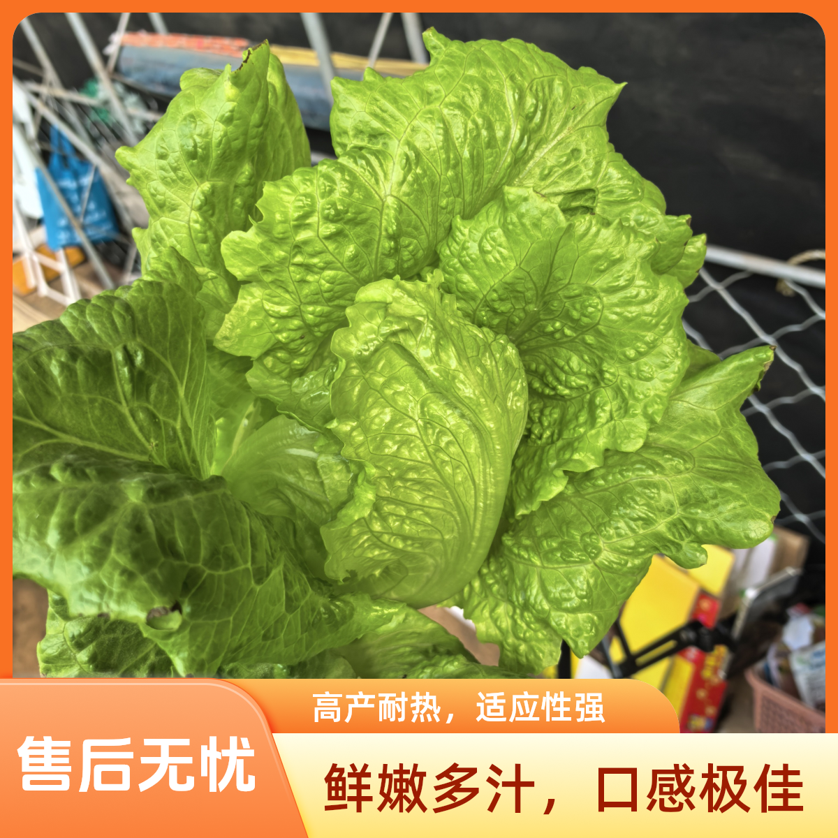 北京密云本地奶油生菜2斤，鲜嫩多汁，口感清脆，现摘现发绿色蔬菜