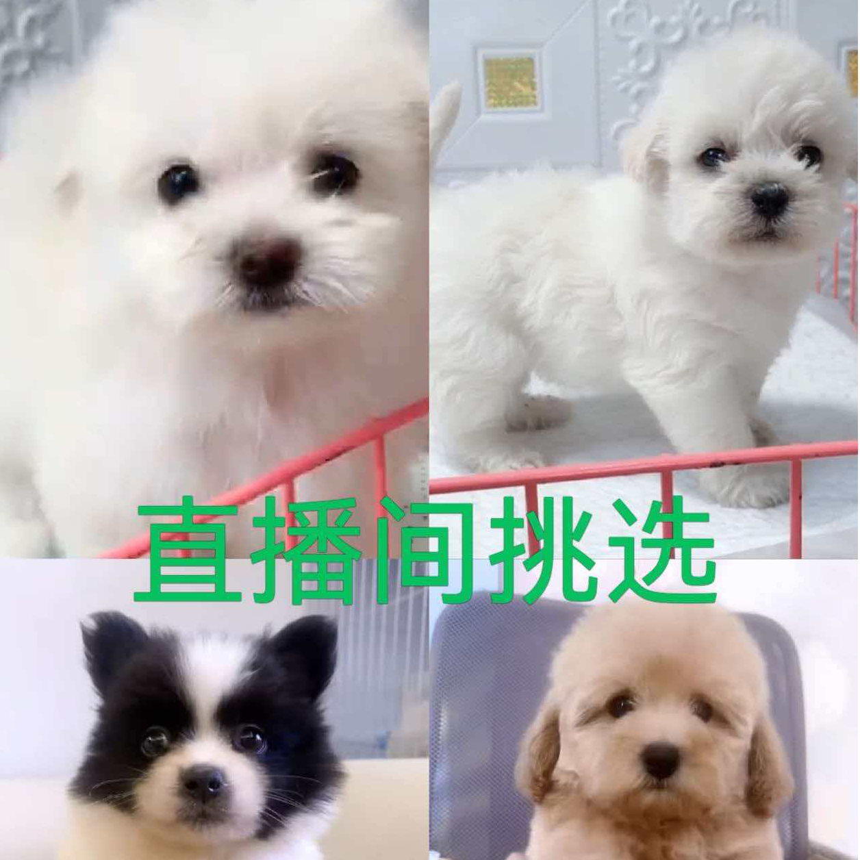 宠物活体混血串串狗狗泰迪熊马尔泰比熊约克夏西施混血