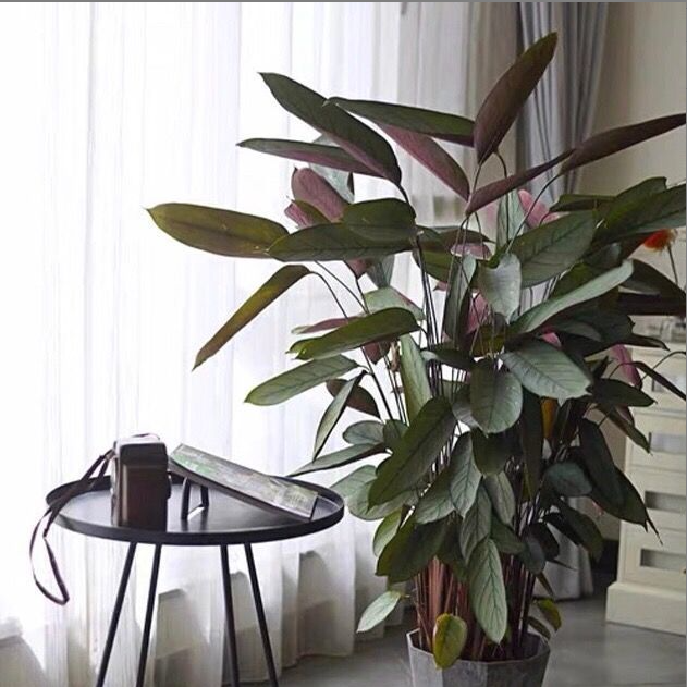 老飞羽竹芋 室内绿植，原盆原土发货，不含陶瓷盆