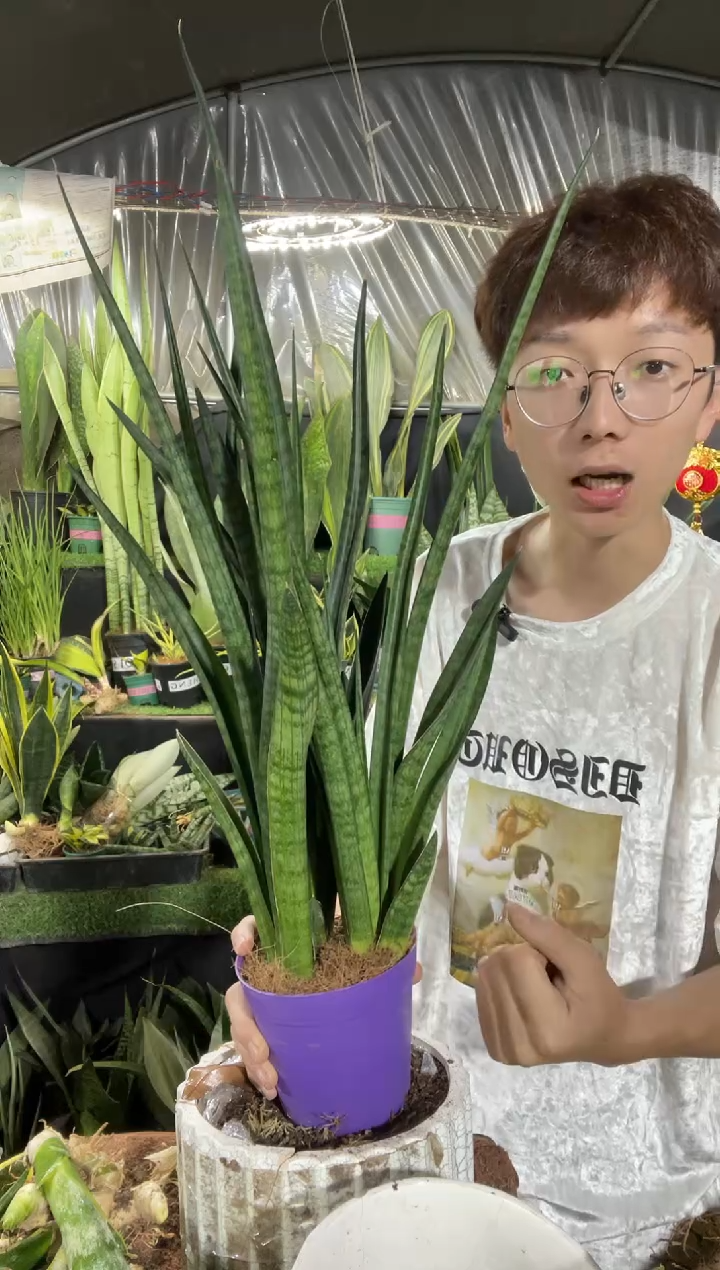 高脚矮人带盆土48.8