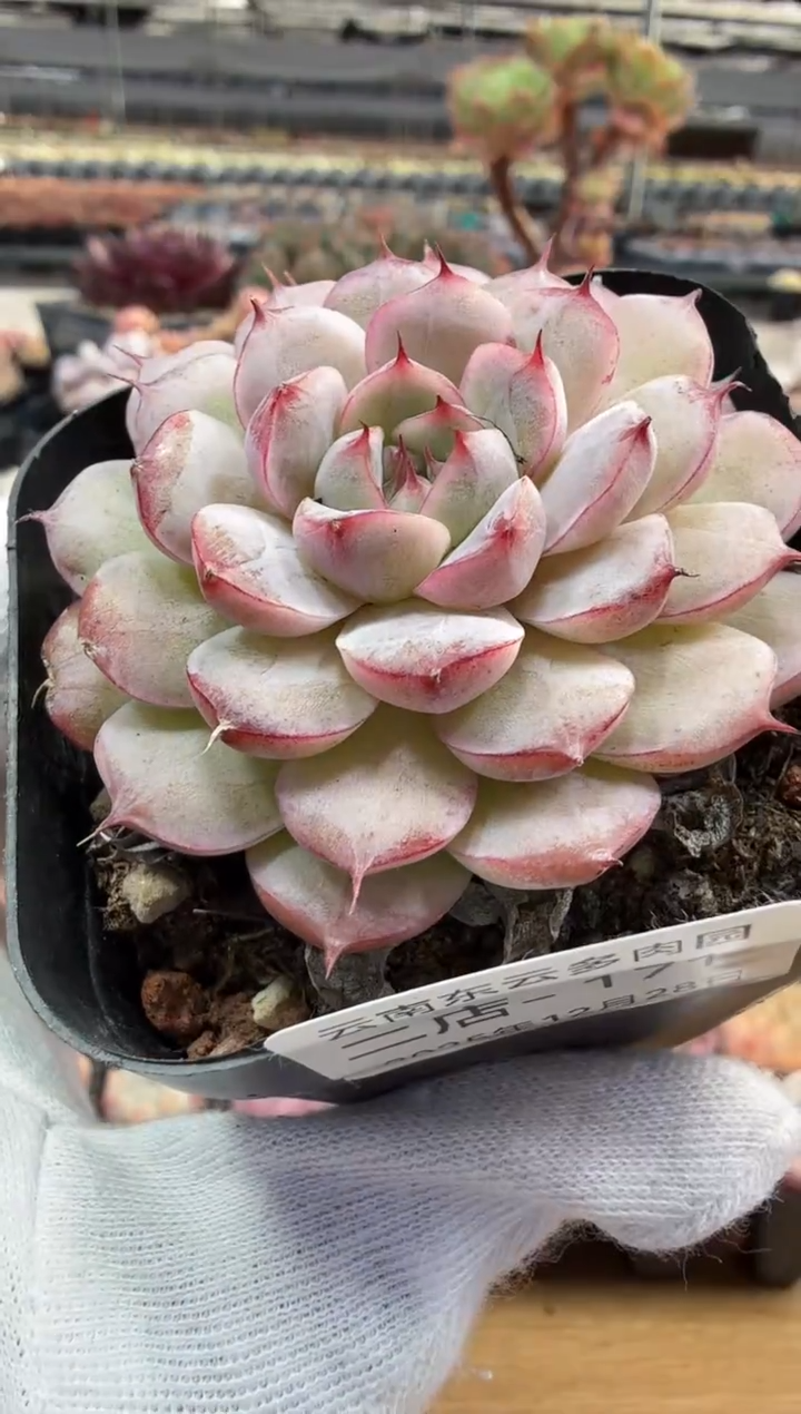 东云多肉园二店-172