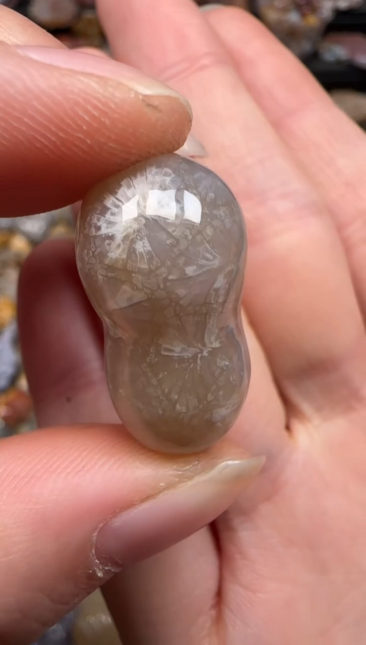 硅化珊瑚（珊瑚玉）未镶嵌颈饰555