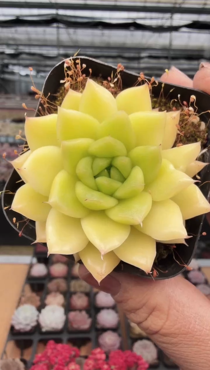 东云多肉园新款-391