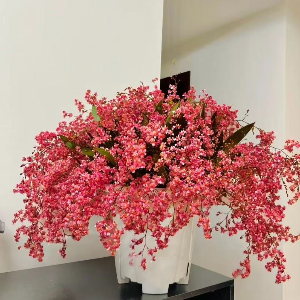 年宵花大盆《满堂红》梦香兰室内高端盆栽花多年生花期长