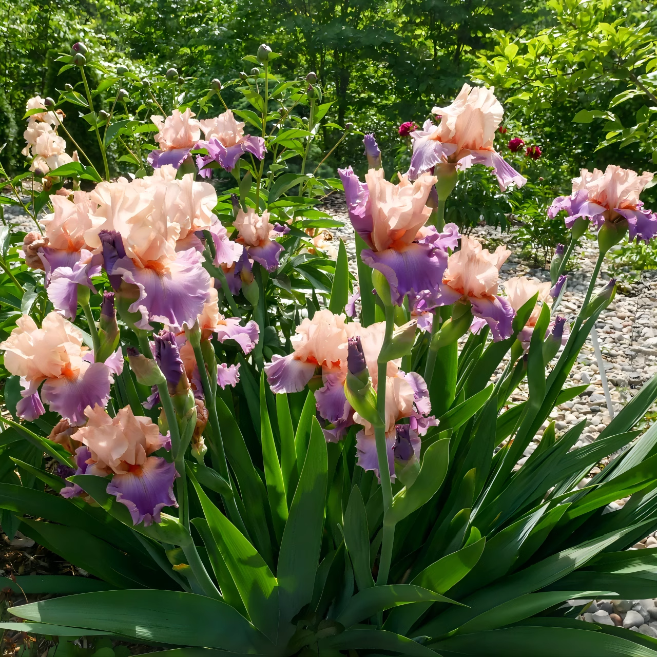 【10棵装】德国进口鸢尾阳台盆栽庭院地栽四季易活耐寒热花卉植物
