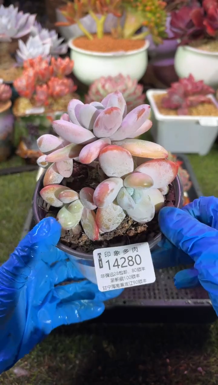 【闪购商品】14280