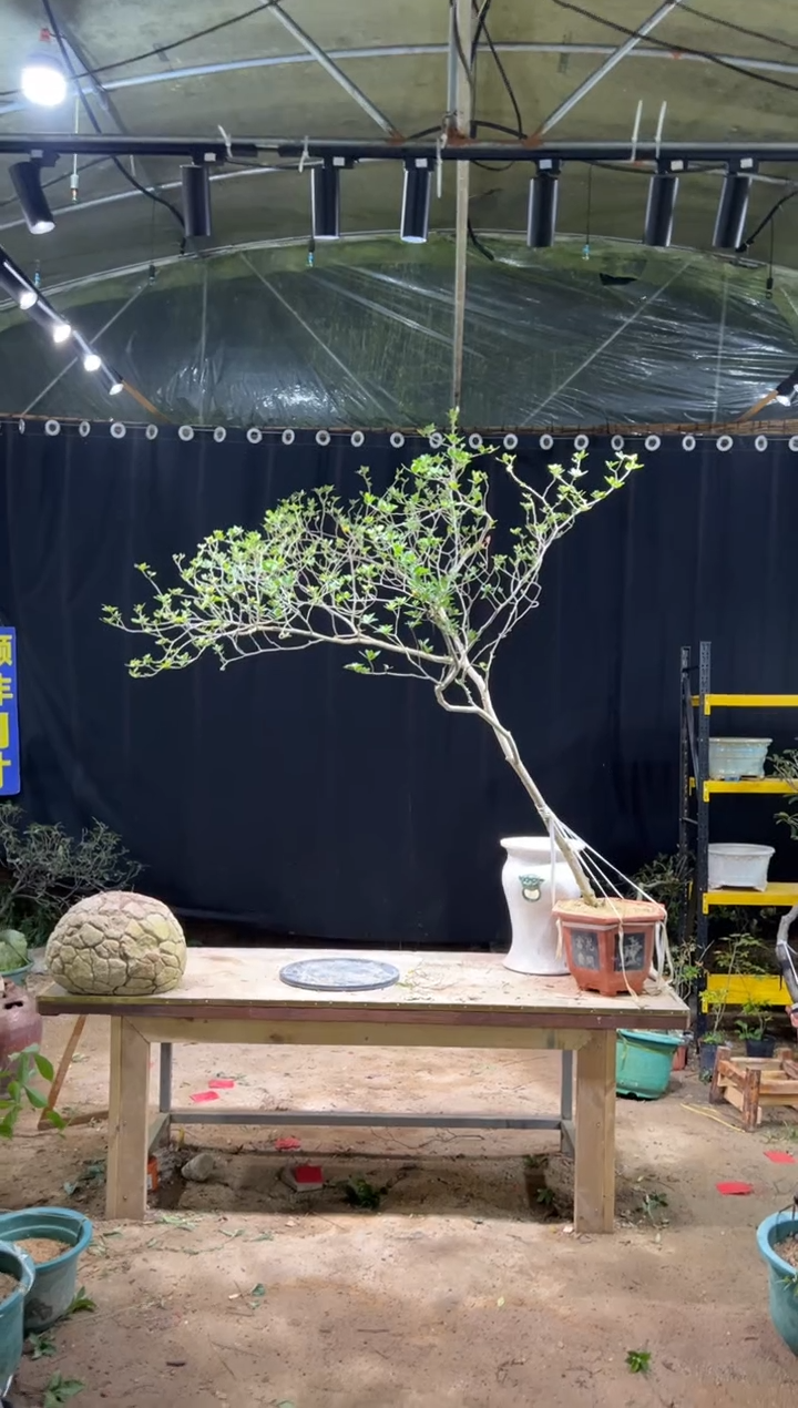 完全开放嗨*来海岛栀子花