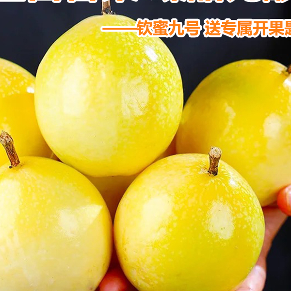 钦蜜9号黄金百香果纯甜无酸新鲜现发整箱送礼珍品正宗广东百香果