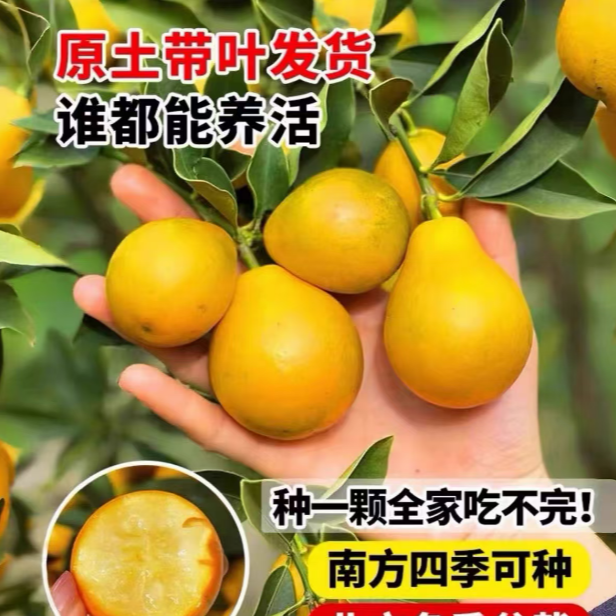 【带果发货】脆皮金桔树苗四季开花结果阳台小院原盆原土好活盆栽61