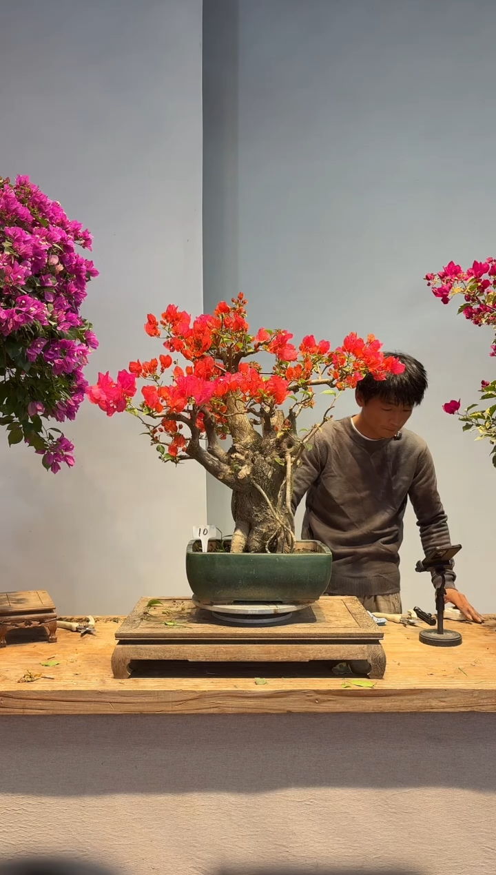 以实际为准沙***行三角梅10