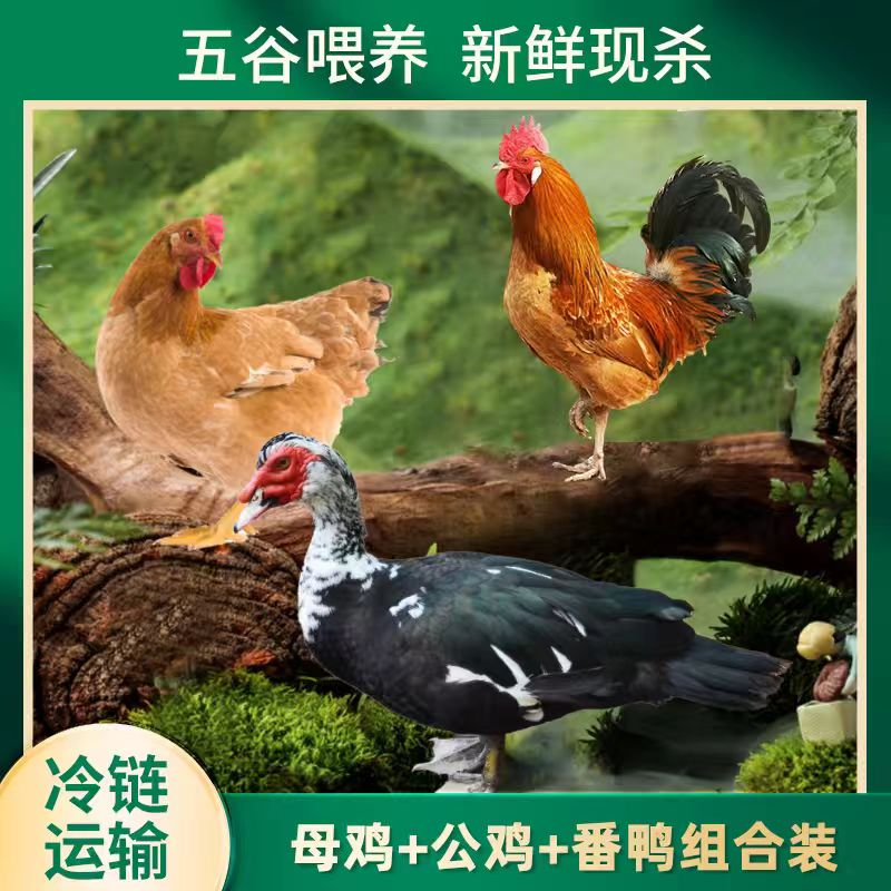 【大妹土鸡】组合 2只2斤母鸡+1只3斤公鸡+1只4斤番鸭共4只净重11斤