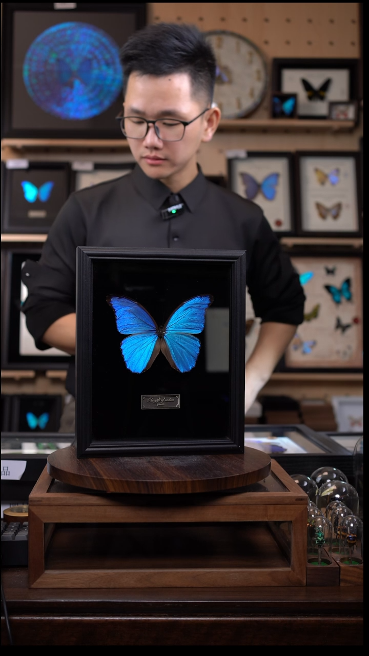 大蓝闪蝶黑绒底版10寸欧式框（带证书）