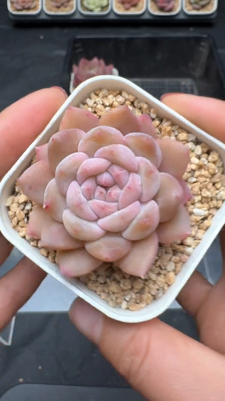 【闪购商品】060号珍妮多肉一物一拍3单包邮