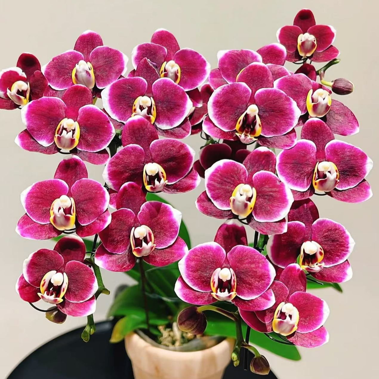 带花发货 【巧克力 】蝴蝶兰花期久数量稀少