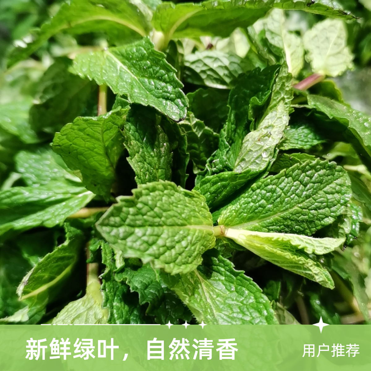 新鲜薄荷300g
