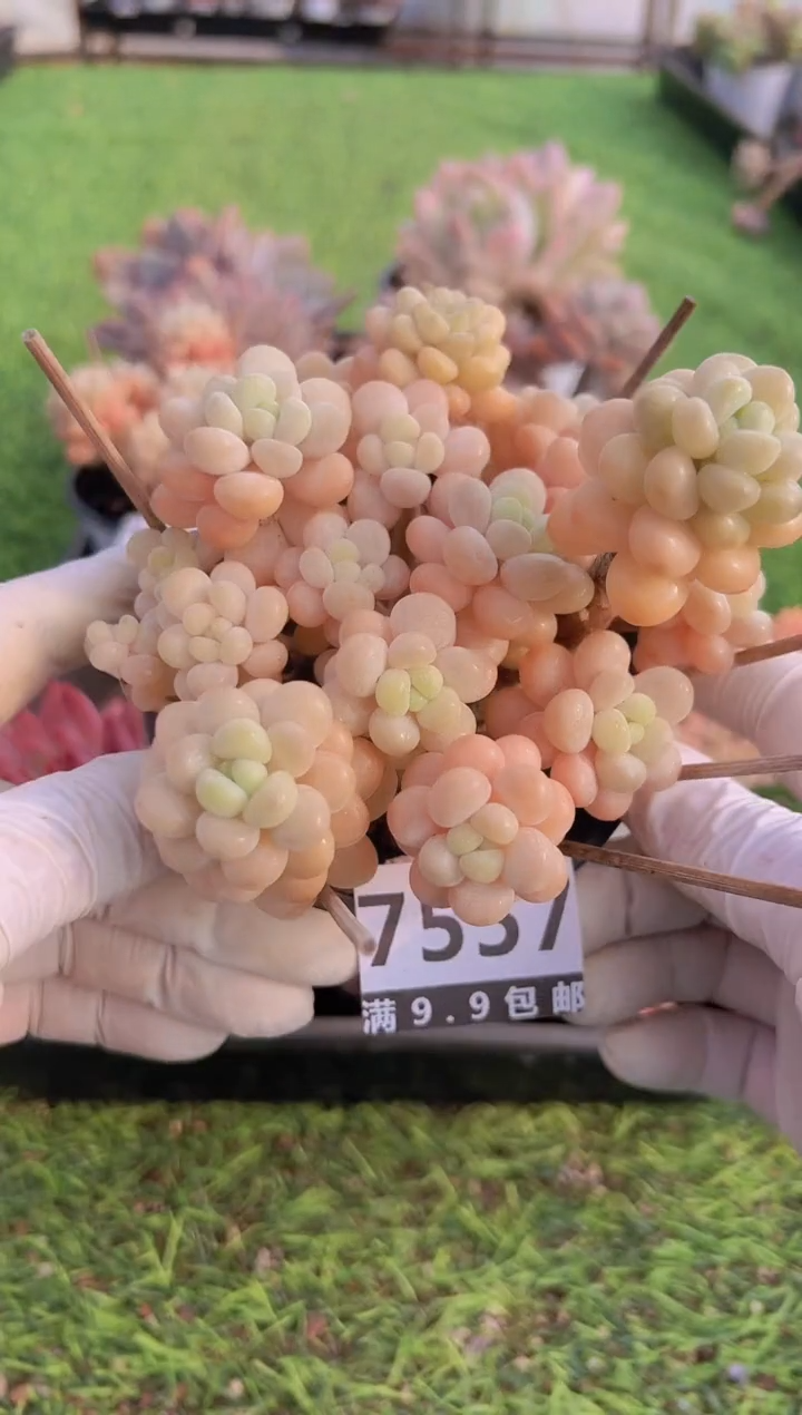 【闪购商品】信福多肉一物一拍