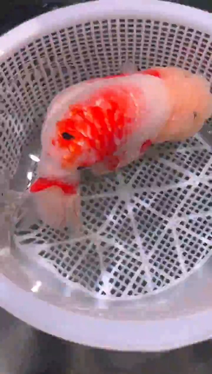 狮头鱼少*兰寿金鱼一只