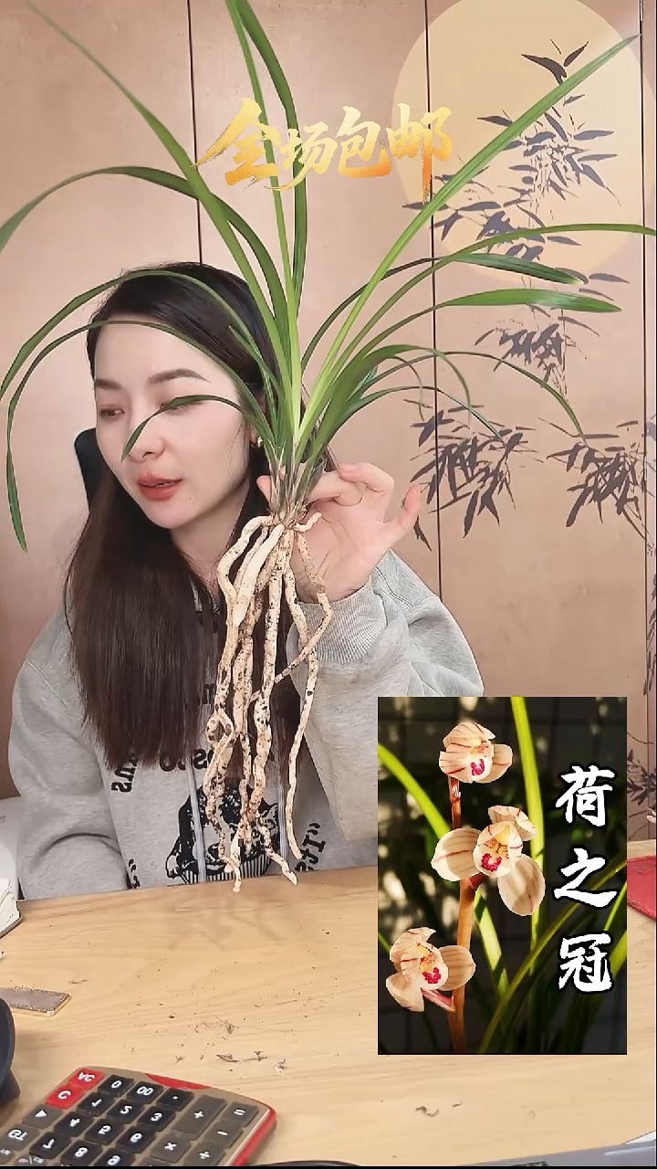 当前无花栽培后可以开花：荷之冠