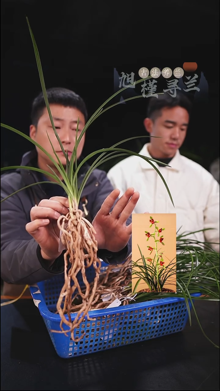 当前无花栽培后可以开花一**秋蕙兰红韵三星（3苗连体）