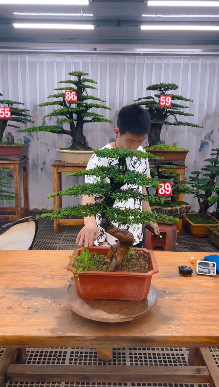 无花朵精品盆景直播间一物一拍