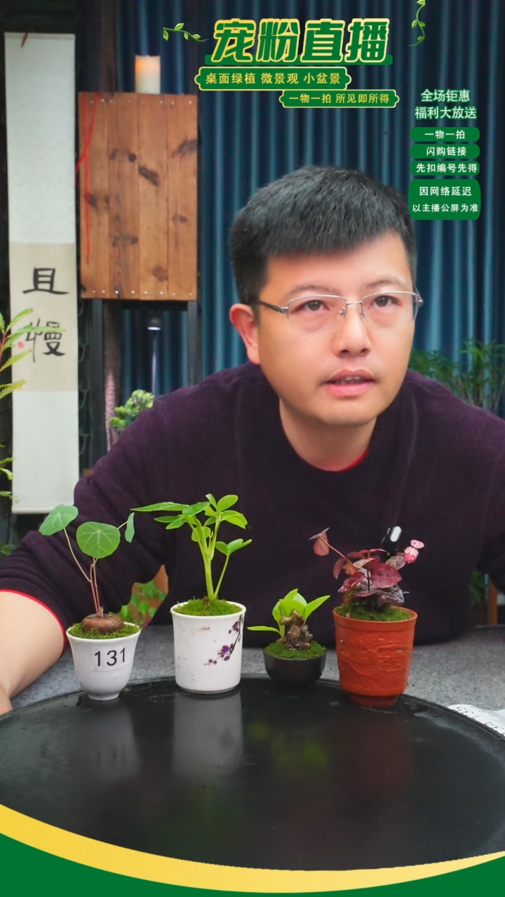 无花朵事**意苔藓微景观131号