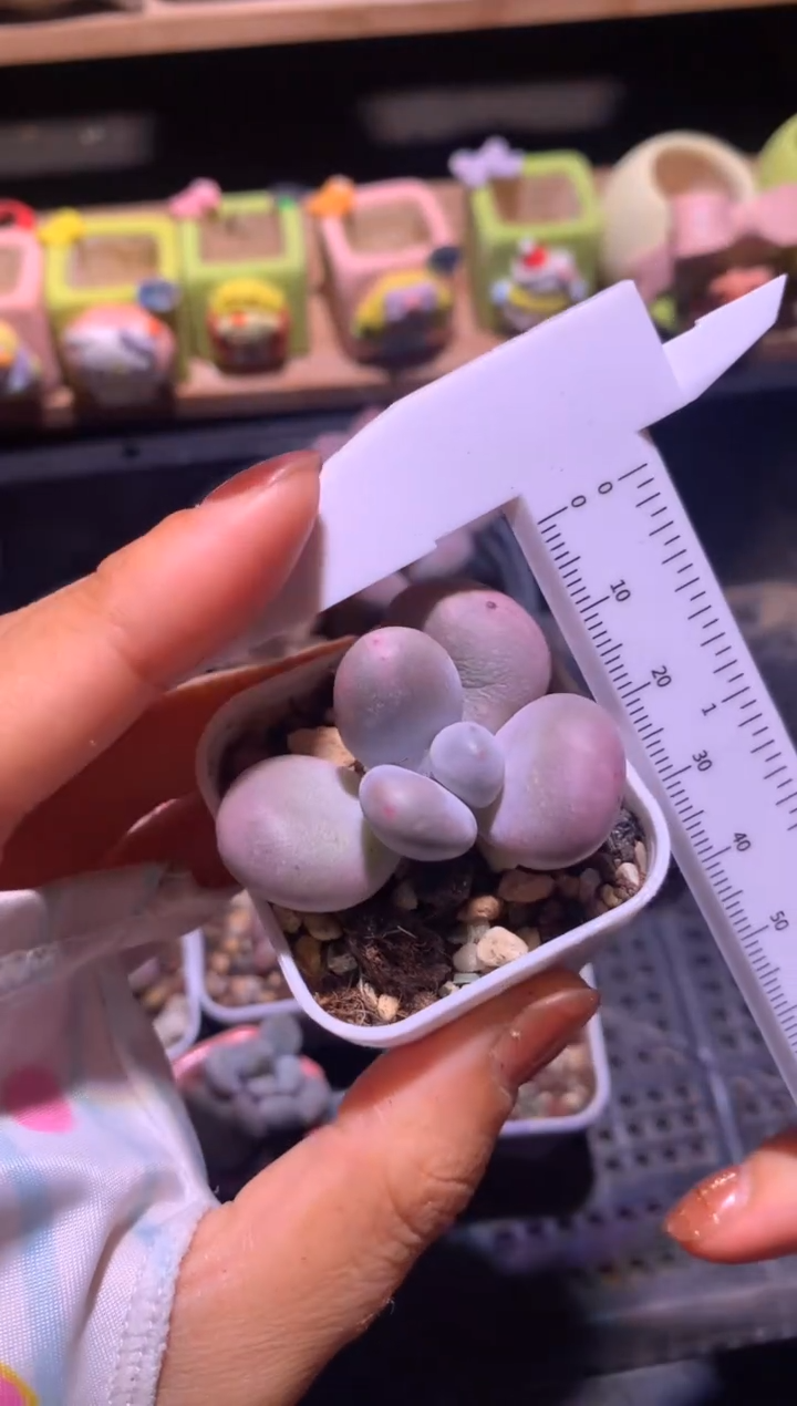 韩国库普砍头的哦