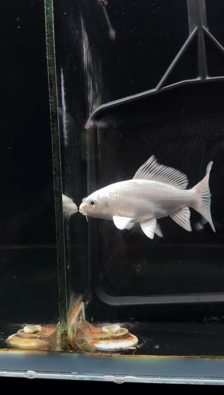 蝴蝶鲤鱼独****祺白蝴蝶鲤
