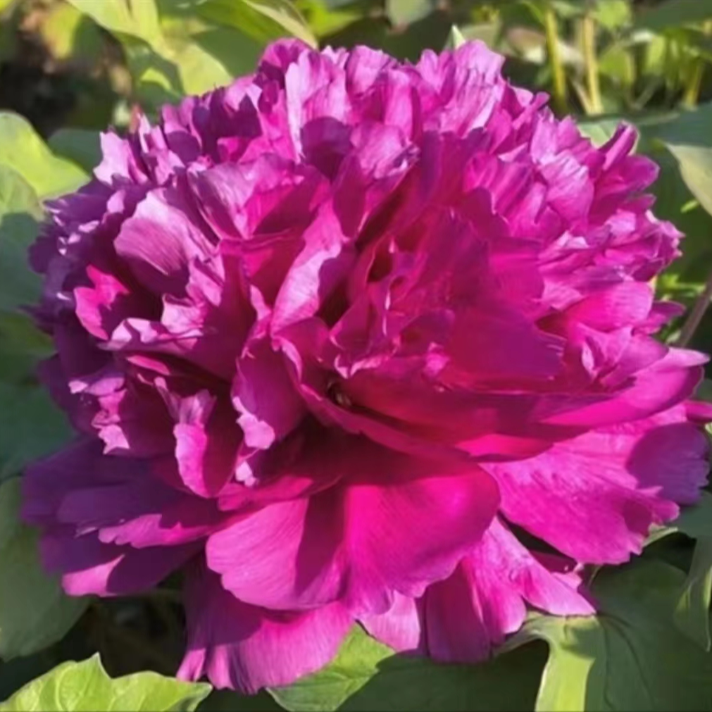 【退林还耕】10年老桩牡丹苗全部清地处理基地直发先发肥料秋天发苗