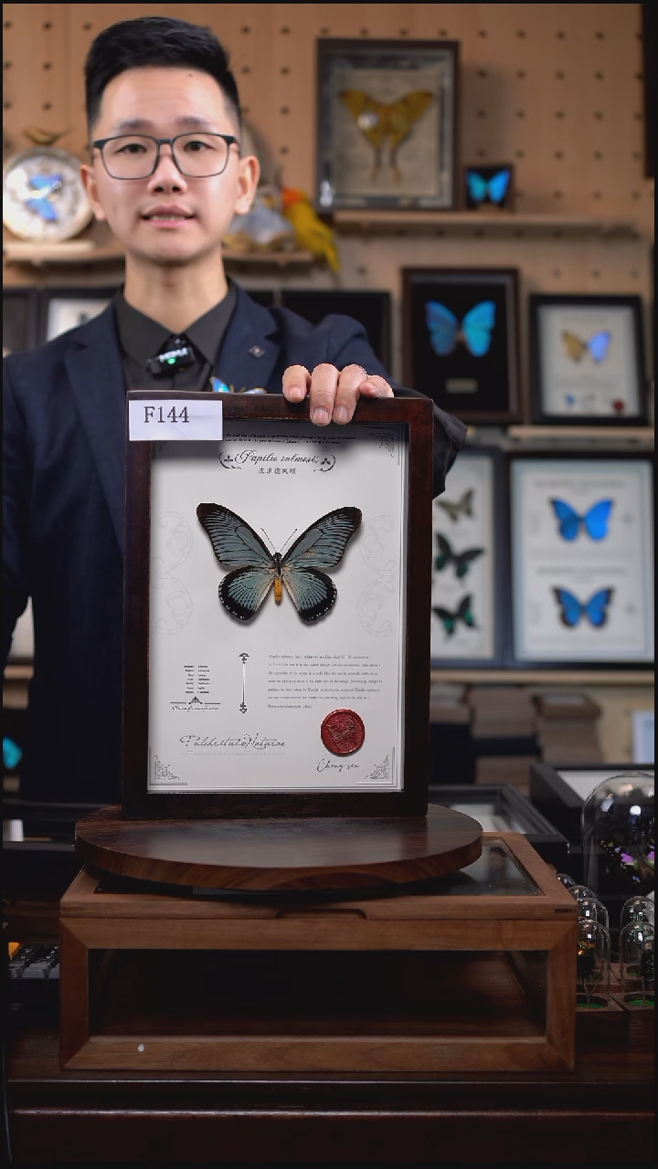 蝴蝶标本摆件竞拍波浪德凤蝶f144