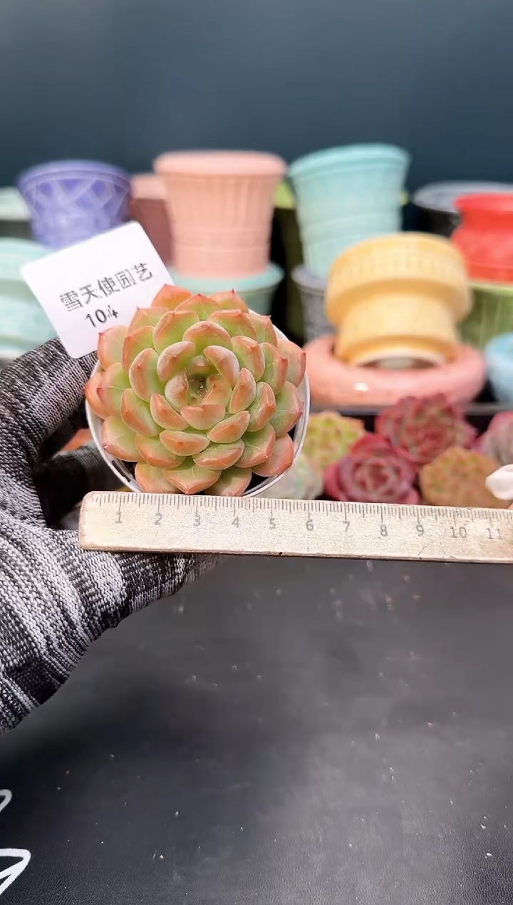 104  青山 （冠幅 5 cm）