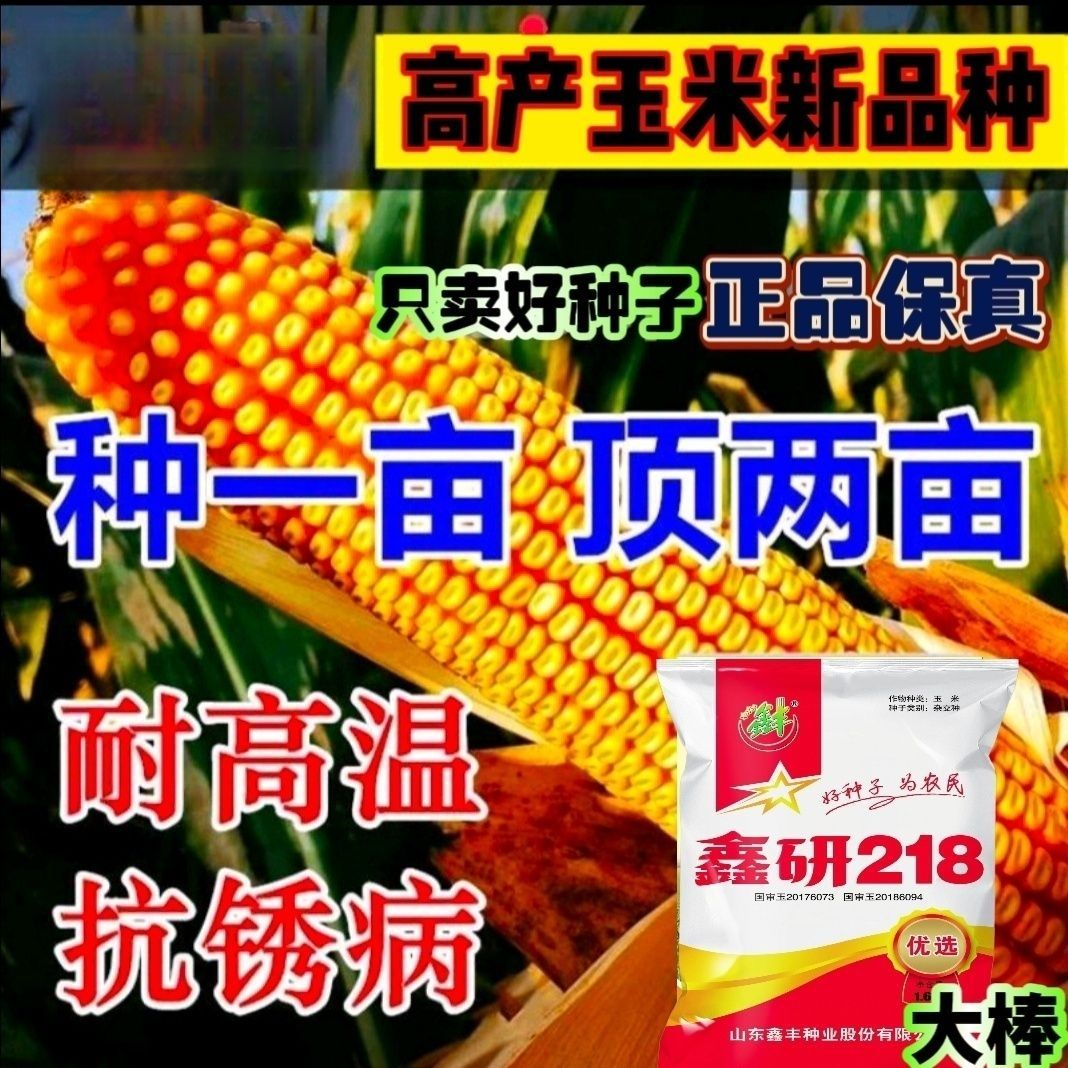 鑫研218抗倒早熟矮杆抗倒大棒耐旱矮杆玉米种子批发高产玉米品种