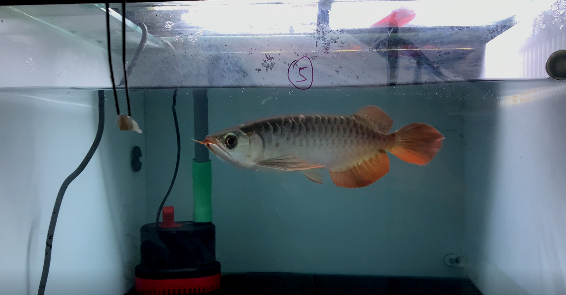 印尼小红龙26公分