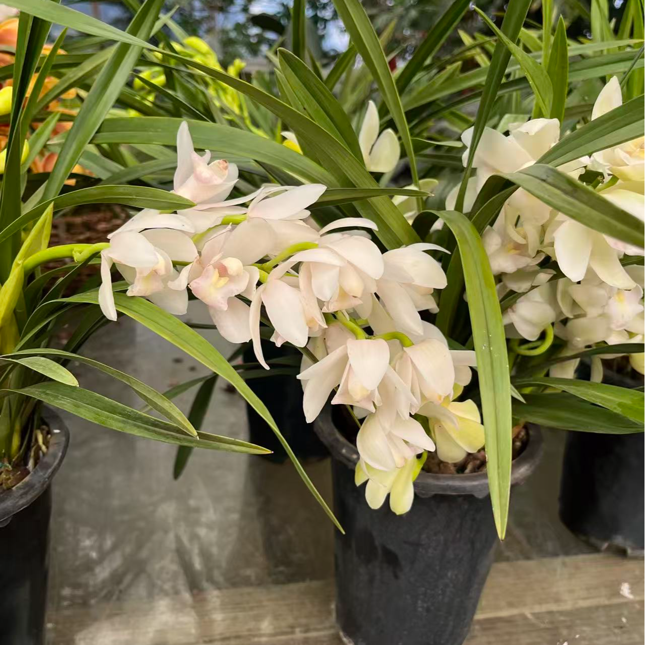 【白玉香兰】清香型桌面款兰花