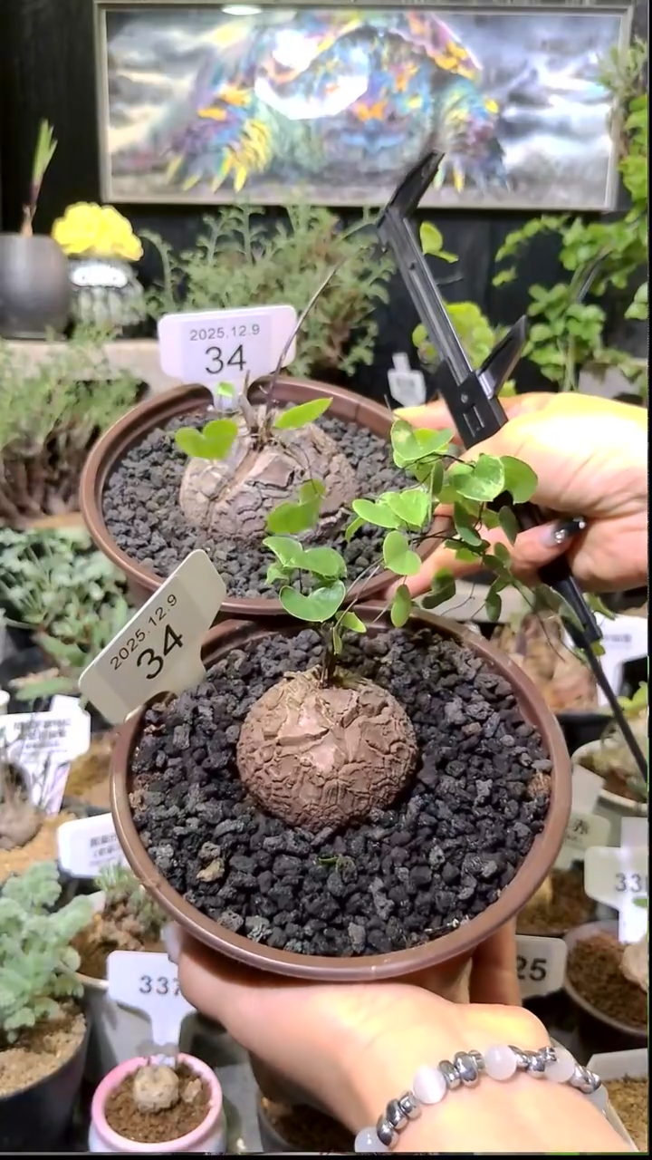 34号1209福利南非龟甲龙买一送一