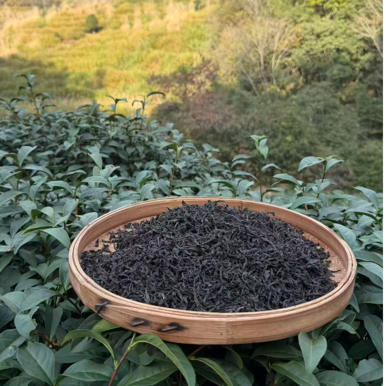 武夷岩茶老枞水仙500g