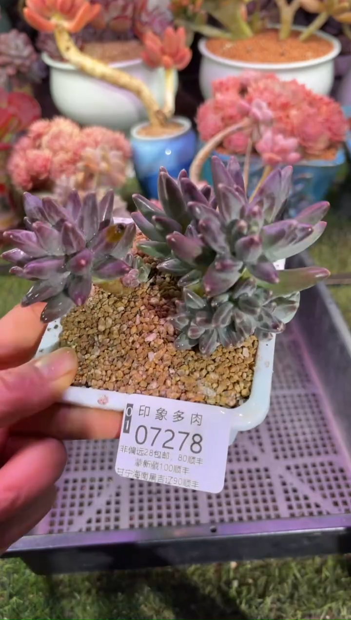 【闪购商品】07278