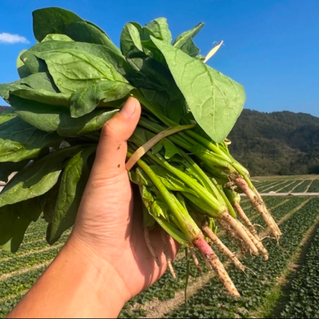 【村支书姚其飞】当涂农家土菠菜新鲜发货