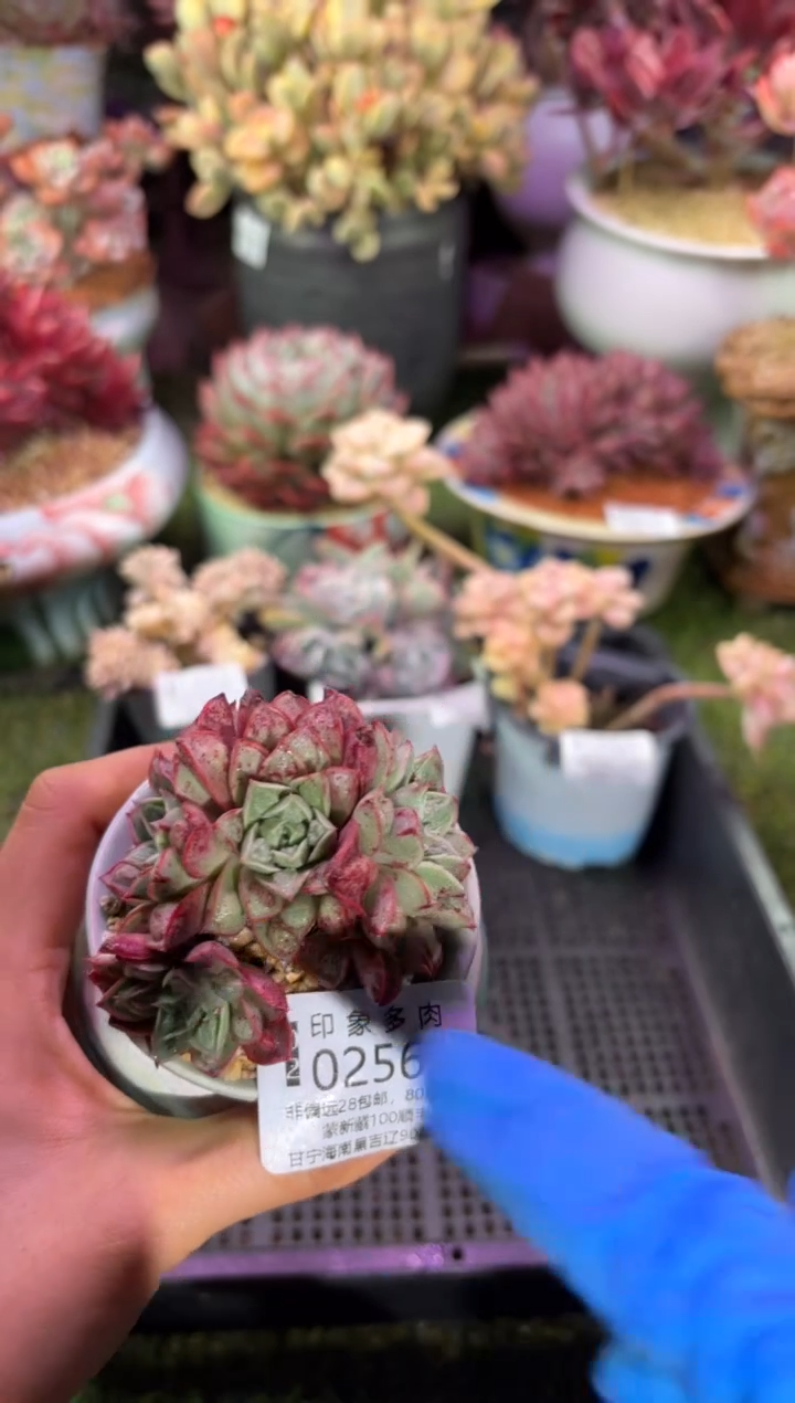 【闪购商品】02562