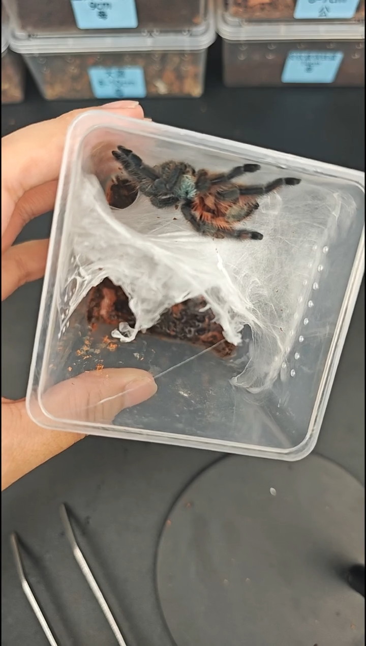 跳蛛油彩小母油彩小母油彩小母