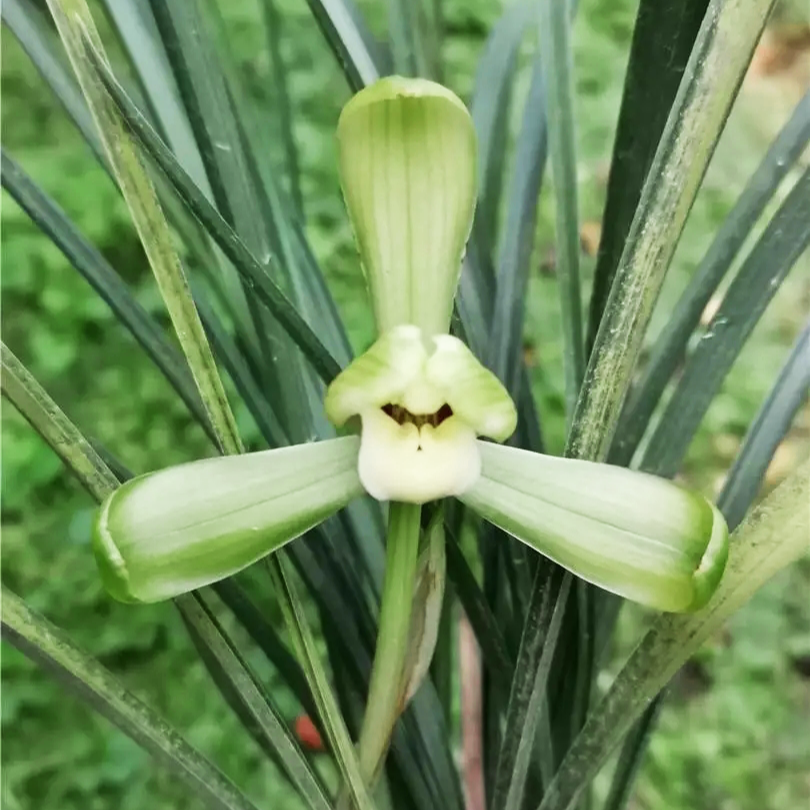兰花春兰【汪字】上品老八种苗开花浓香高端品质兰花好养活