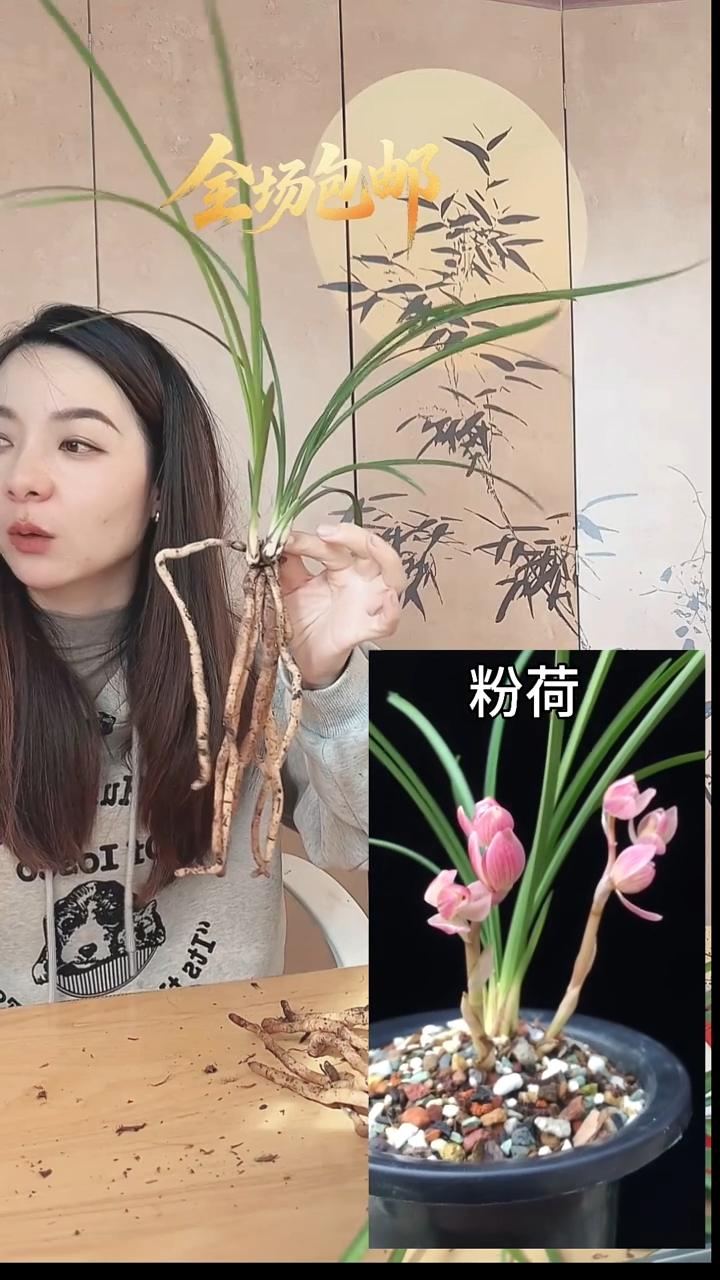 当前无花栽培后可以开花：粉荷