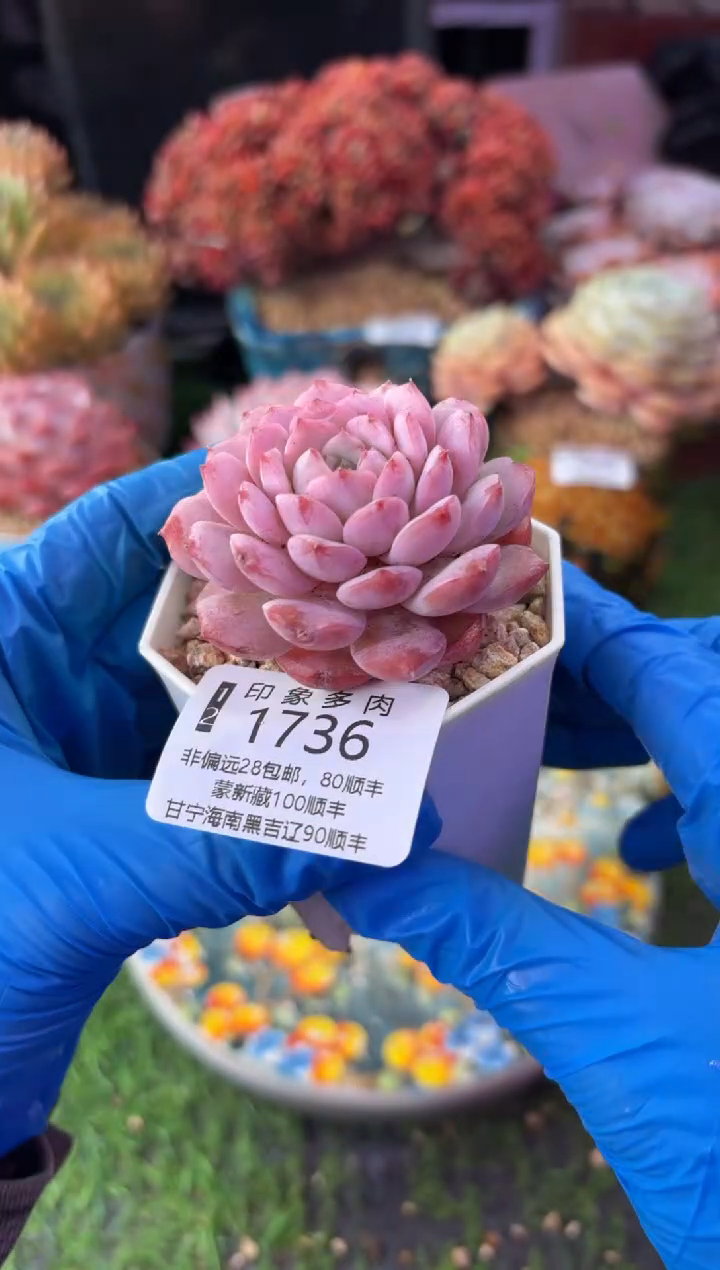 昆明印象多肉1736