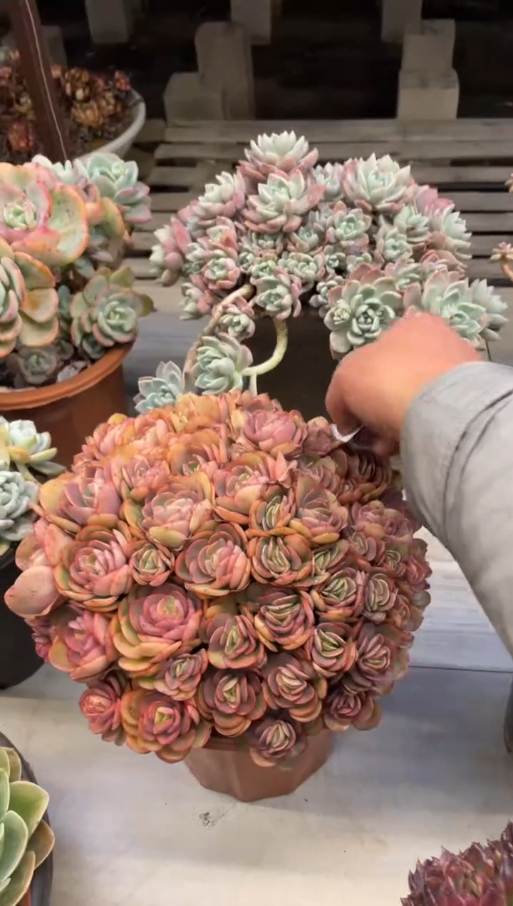 【闪购商品】1-245秀妍