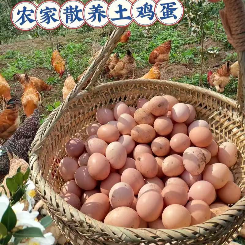 [顺丰包邮]北川羌族的土鸡蛋农家散养新鲜鸡蛋