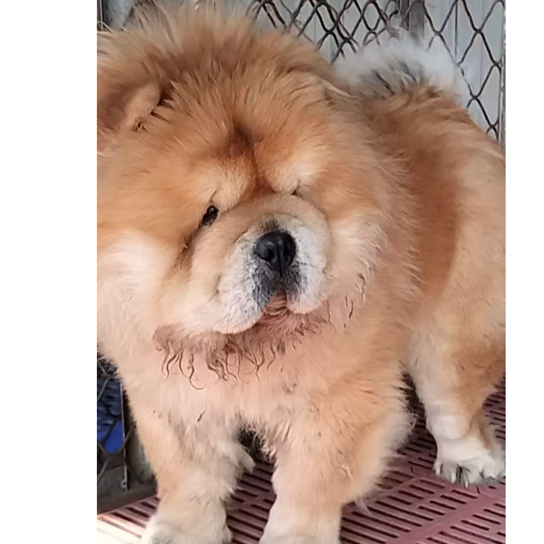 <飞嫂松狮>T狗狗活体