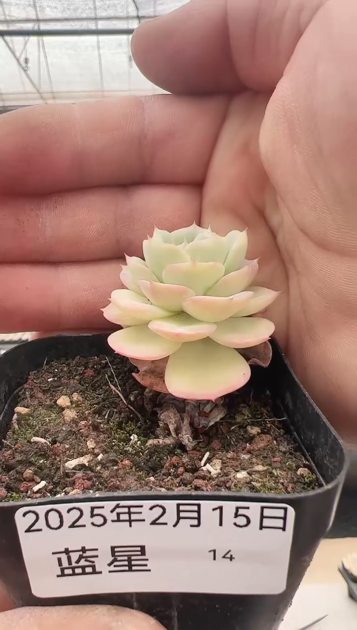 【闪购商品】蓝星-14